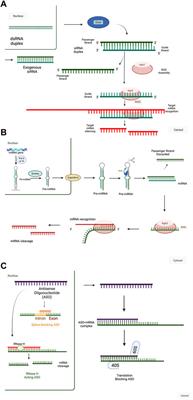 Unlocking the potential of RNA-based therapeutics in the lung: current status and future directions